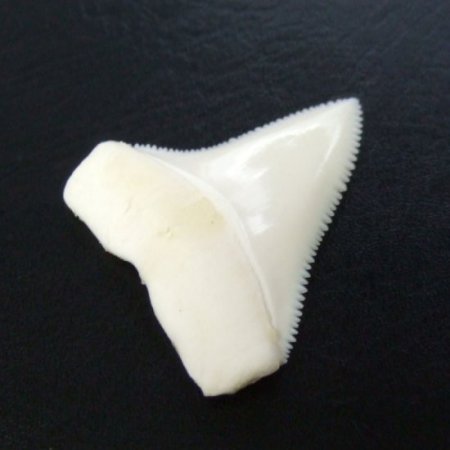 【現品】サメの歯 ホホジロザメ（ホオジロザメ）の上あごの歯 4.4cm - gw0131
