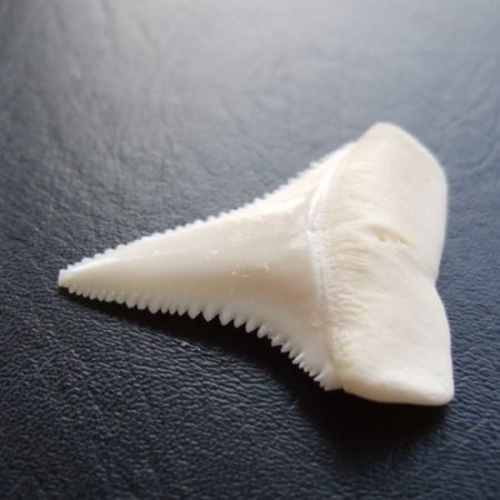 【現品】サメの歯 ホホジロザメ（ホオジロザメ）の歯 3.9cm -gw0169