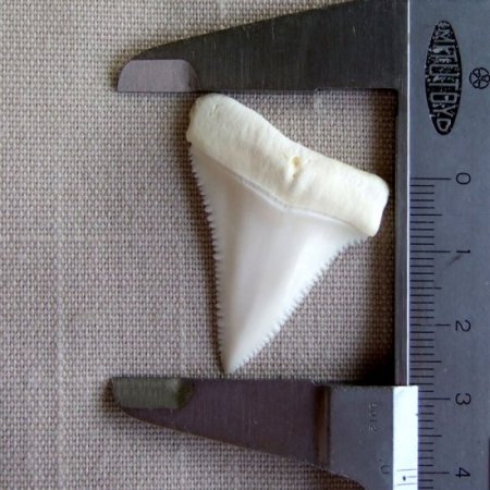 【現品】サメの歯 ホホジロザメ（ホオジロザメ）の上あごの歯 3.9cm -gw0171