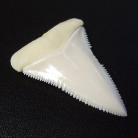 【訳あり現品】サメの歯 ホホジロザメ（ホオジロザメ）の上あごの歯 3.8cm -gw0199