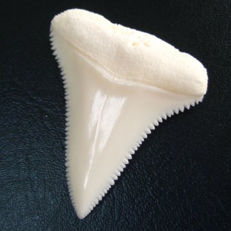 現品】サメの歯 ホホジロザメ（ホオジロザメ）の上あごの歯 4.1cm 