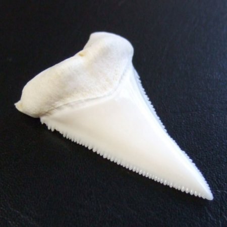 【訳あり現品】サメの歯 ホホジロザメ（ホオジロザメ）の歯 下あご 4.5cm - gw0293