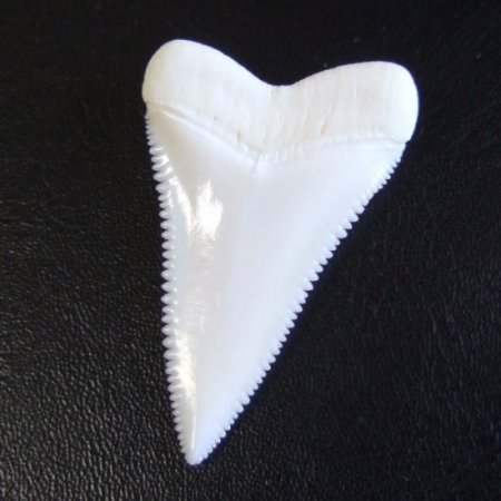 【現品】サメの歯 ホホジロザメ（ホオジロザメ）の歯 上あご 4.3cm - gw0319