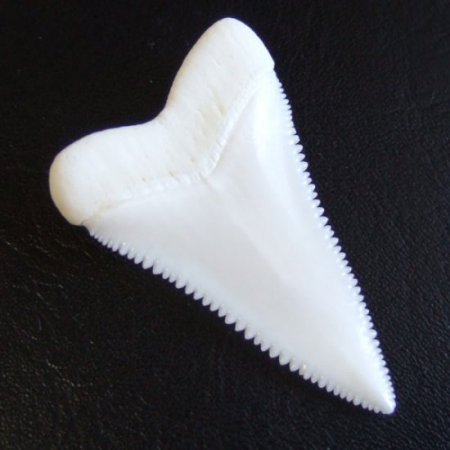 【現品】サメの歯 ホホジロザメ（ホオジロザメ）の歯 上あご 4.3cm - gw0319