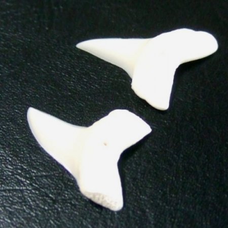 【表示現品】サメの歯 アオザメの歯　約2.5cm (左右セット) - mk0032