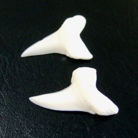 【表示現品】サメの歯 アオザメの歯　約2.5cm (左右セット) - mk0032