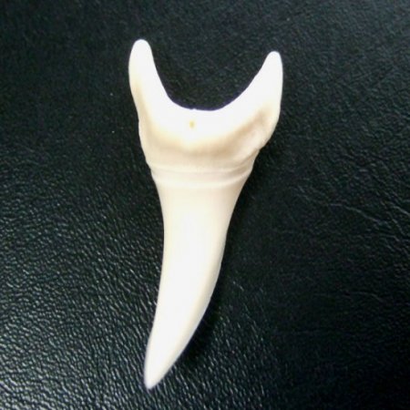 【現品】サメの歯 アオザメの歯　3.5cm - mk0038