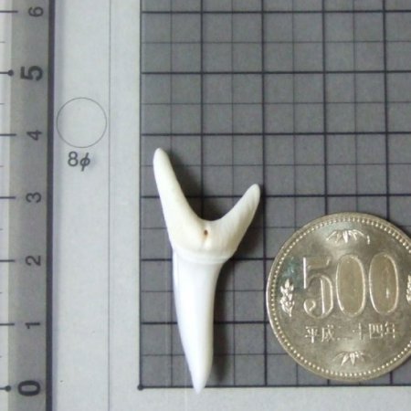 【現品】サメの歯 アオザメの歯　3.9cm - mk0045
