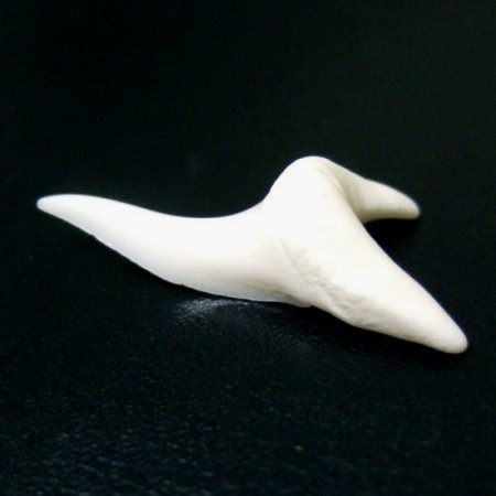 【現品】サメの歯 アオザメの歯　3.7cm - mk0046