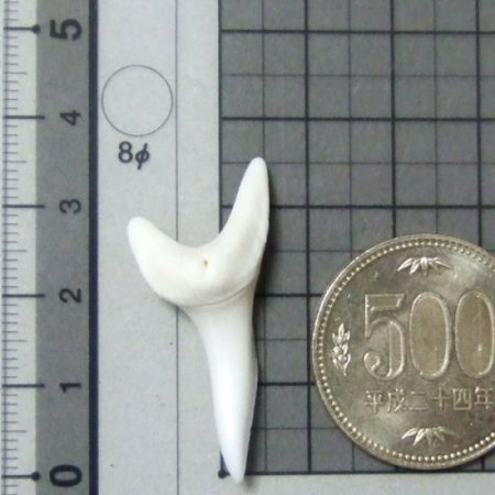 【現品】サメの歯 アオザメの歯　3.7cm - mk0046