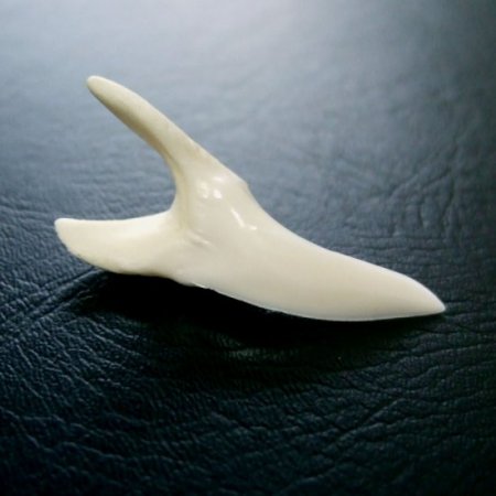 【現品】サメの歯 アオザメの歯　3.7cm - mk0047