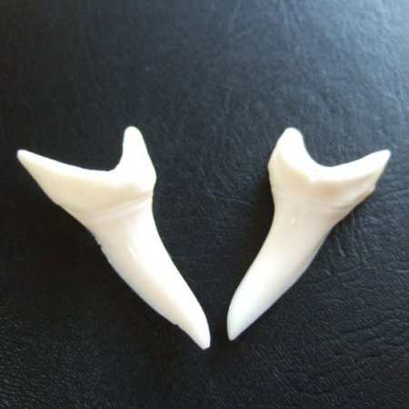 【表示現品】サメの歯 アオザメの歯　約4cm (左右セット) - mk0119