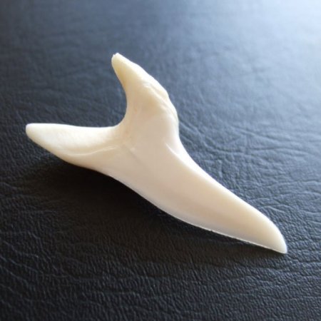 【表示現品】サメの歯 アオザメの歯　約4cm (左右セット) - mk0119