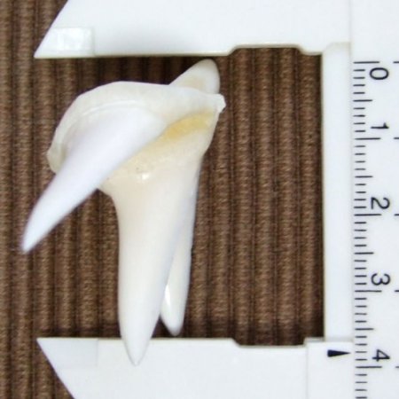 【レア物-現品】サメの歯 アオザメの歯 (3連結) - mk0244