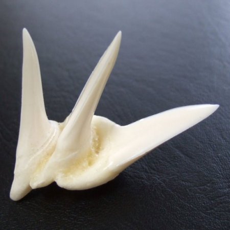 【レア物-現品】サメの歯 アオザメの歯 (3連結) - mk0244