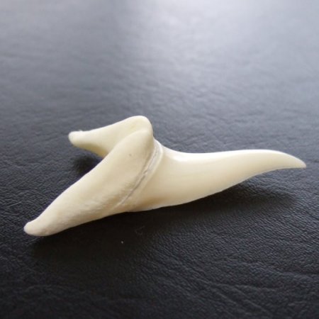 【表示現品】サメの歯 アオザメの歯　4.6cm - mk0247