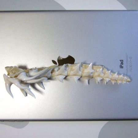 【レア物-現品】サメの歯 アオザメのあご　 (ハーフ) - mk0295