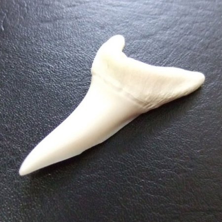 【現物レアもの】大サイズ アオザメの歯（約4.8cm） - mk0303