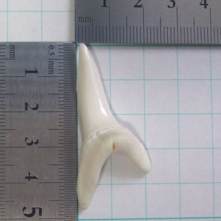 【現物レアもの】大サイズ アオザメの歯（約4.8cm） - mk0303