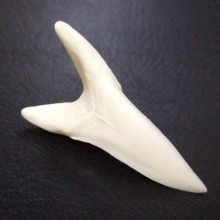 【現物レアもの】大サイズ アオザメの歯（約4.8cm） - mk0304