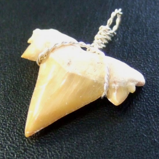 本物のサメの歯（化石）ペンダント【現品】 - 30118esa