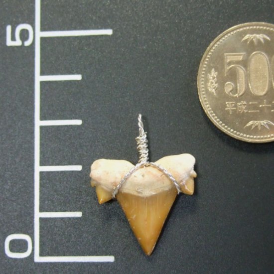 本物のサメの歯（化石）ペンダント【現品】 - 30118esa