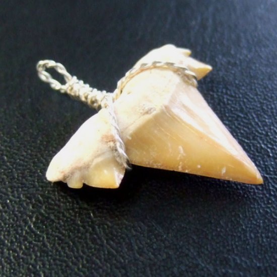 本物のサメの歯（化石）ペンダント【現品】 - 30118esa