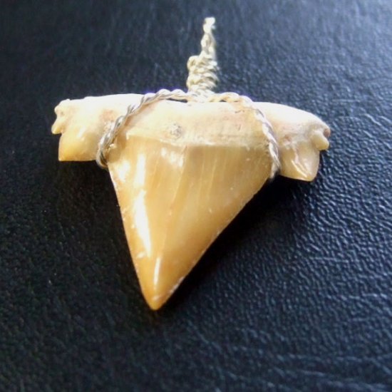 本物のサメの歯（化石）ペンダント【現品】 - 30118esa