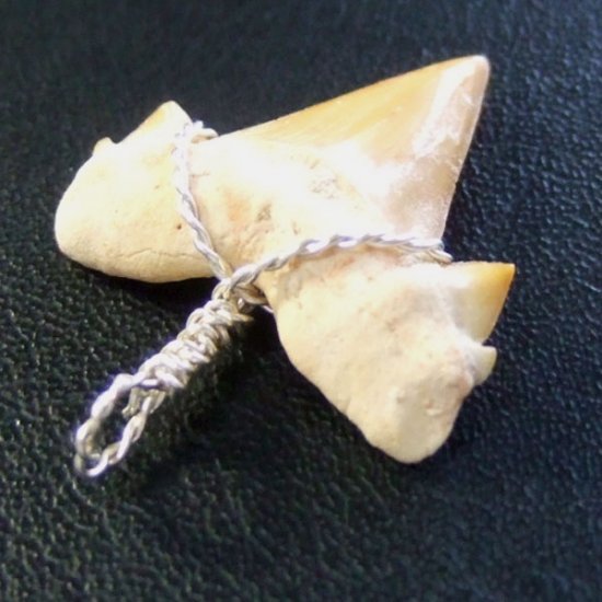 本物のサメの歯（化石）ペンダント【現品】 - 30118esa