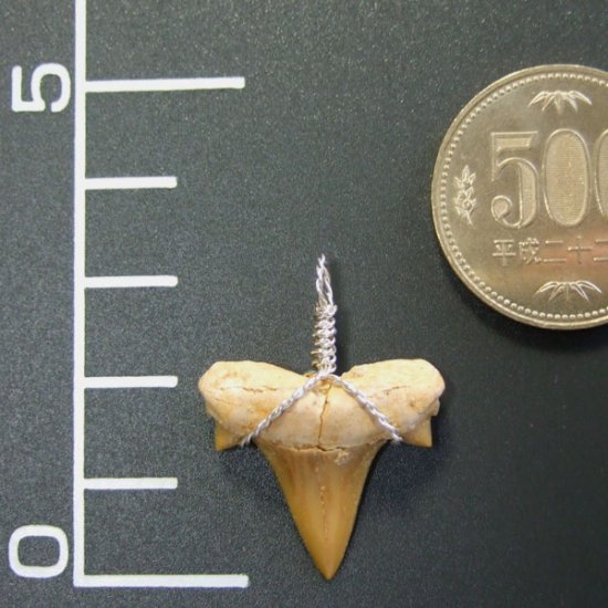 本物のサメの歯（化石）ペンダント【現品】 - 30119esa