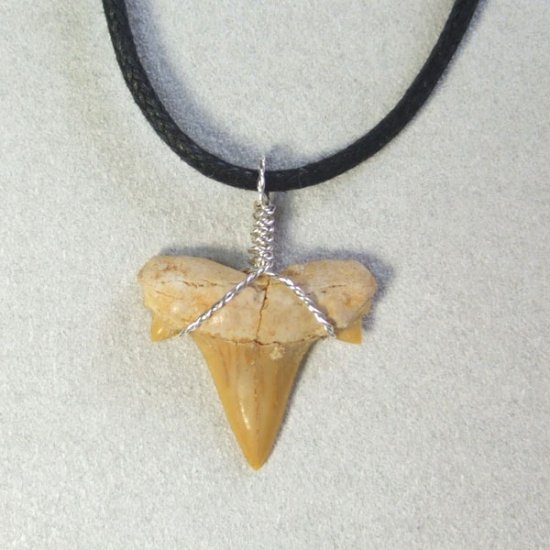 本物のサメの歯（化石）ペンダント【現品】 - 30119esa