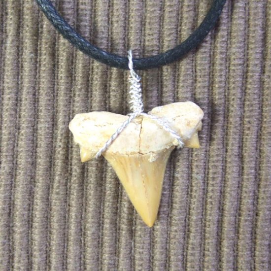 本物のサメの歯（化石）ペンダント【現品】 - 30119esa