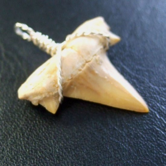 本物のサメの歯（化石）ペンダント【現品】 - 30119esa