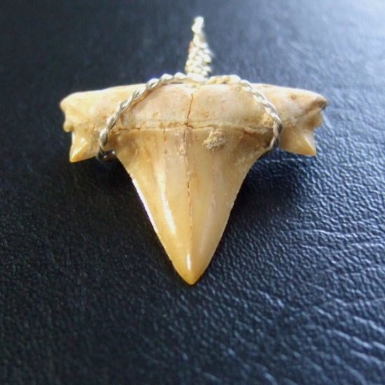 本物のサメの歯（化石）ペンダント【現品】 - 30119esa