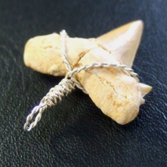 本物のサメの歯（化石）ペンダント【現品】 - 30119esa