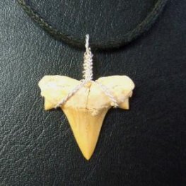 本物のサメの歯(化石)ペンダント【現品】 - 30119esa  本物のサメの歯(化石)ペンダント【現品】 - 30119esa
