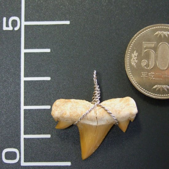 本物のサメの歯（化石）ペンダント【現品】 - 30121esa
