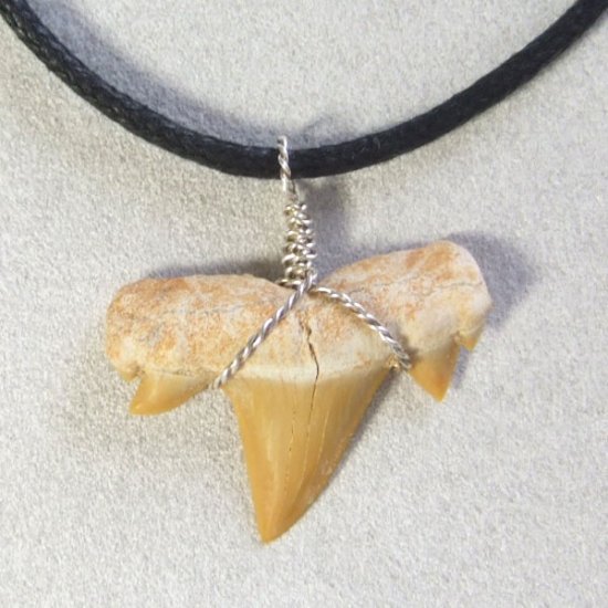 本物のサメの歯（化石）ペンダント【現品】 - 30121esa