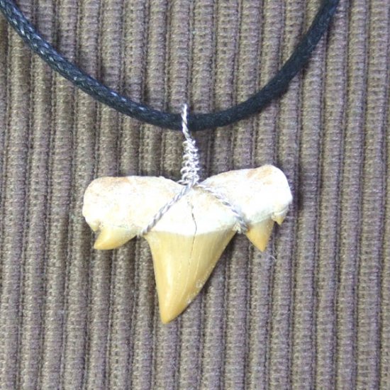 本物のサメの歯（化石）ペンダント【現品】 - 30121esa
