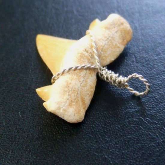 本物のサメの歯（化石）ペンダント【現品】 - 30121esa