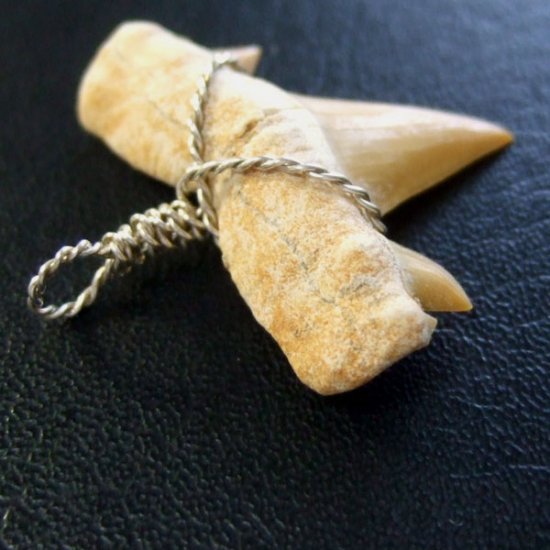 本物のサメの歯（化石）ペンダント【現品】 - 30121esa