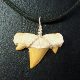 本物のサメの歯(化石)ペンダント【現品】 - 30121esa  本物のサメの歯(化石)ペンダント【現品】 - 30121esa