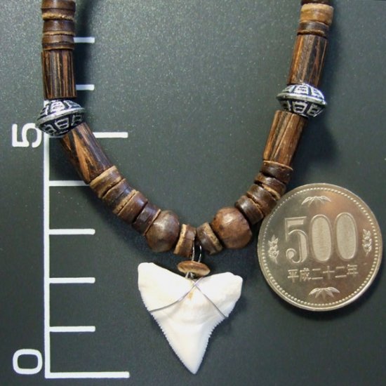 2.5cm メジロザメ 本物のサメの歯ネックレス - 20034etk