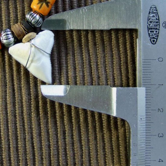 2.2cm メジロザメ 本物のサメの歯ネックレス - 20035etk