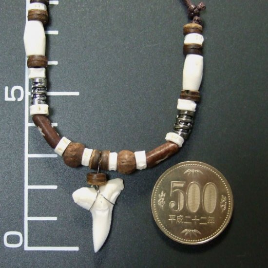 本物のサメの歯ネックレス - 20050etk