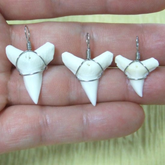 メジロザメの下あご サメの歯チョーカー【中】（2.2cm以上） - 20074zhb