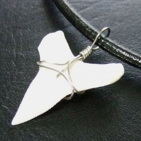 メジロザメの下あご サメの歯チョーカー【中】（2.2cm以上） - 20074zhb