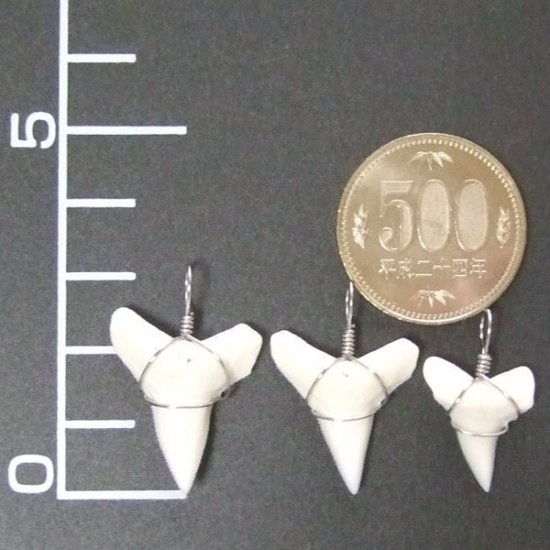 メジロザメの下あご サメの歯チョーカー【中】（2.2cm以上） - 20074zhb