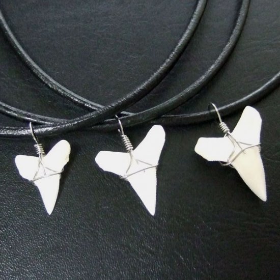 メジロザメの下あご サメの歯チョーカー【中】（2.2cm以上） - 20074zhb