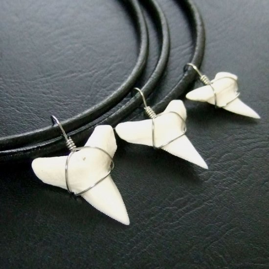 メジロザメの下あご サメの歯チョーカー【中】（2.2cm以上） - 20074zhb